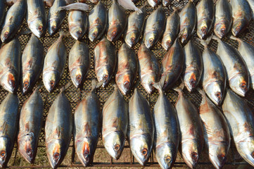 Obraz premium dried fishes