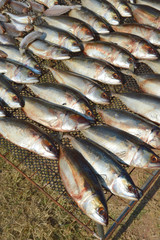 dried fishes