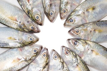 closeup fresh mackerel fish