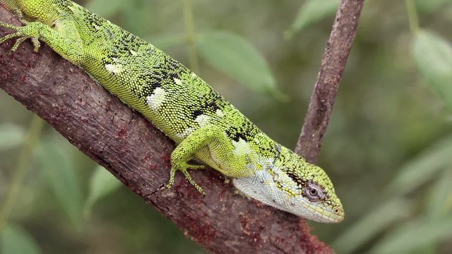Berthold's Bush Anole (Polychrus gutturosus spurrelli)