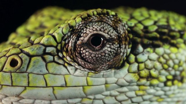 Berthold's Bush Anole (Polychrus gutturosus spurrelli)