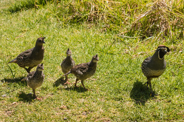 flock of california quails