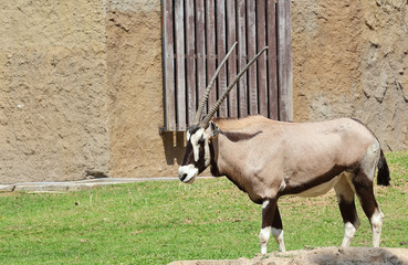 Gemsbok