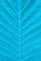 Texture of a blue leaf as background