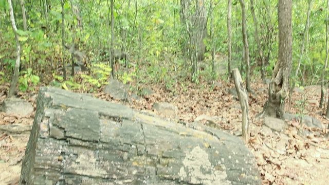 Puyango Petrified Forest in southern Ecuador.