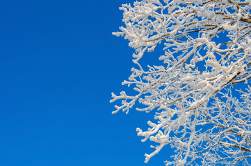 snow on tree,landscape in winter