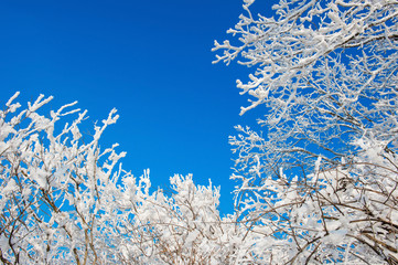snow on tree,landscape in winter