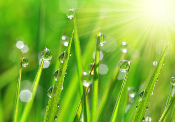 Fresh green grass with dew drops closeup. Nature Background