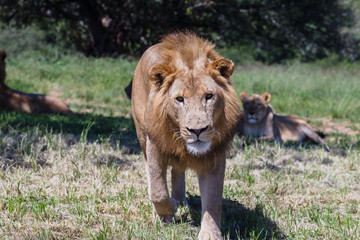 Obraz premium Lion Hunter Wildlife