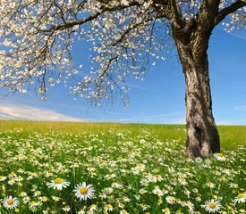 Foto op Plexiglas veld van margrieten met bloeiende bomen © vencav