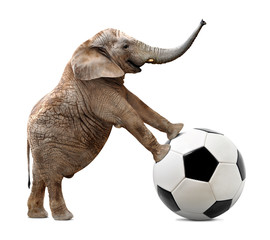 African elephant with soccer ball isolated on white