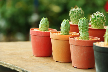 close up many cactus in plastic pot