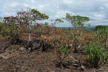 Eastern regions of Colombia