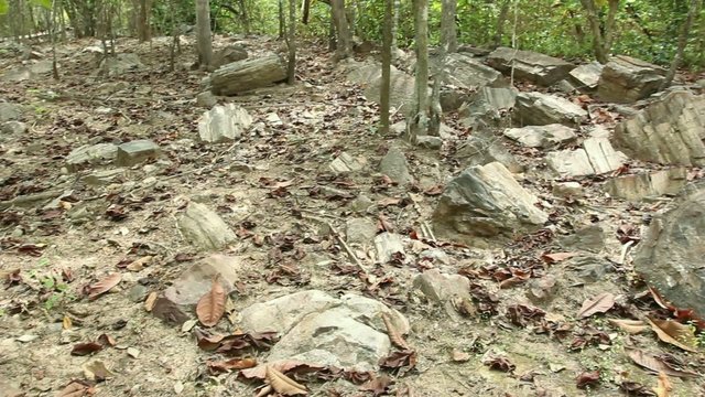 Puyango Petrified Forest in southern Ecuador.