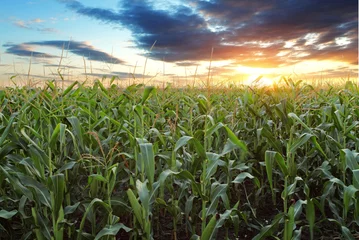 Fototapeten Corn field © TTstudio