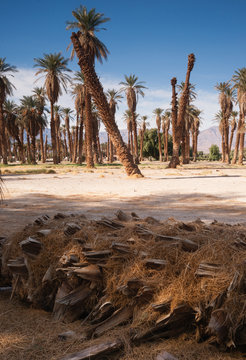 An Oasis Of Tropical Trees Furnace Creek Death Valley