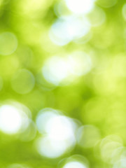 blur green background from tree in sun light