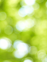 Obraz premium blur green background from tree in sun light