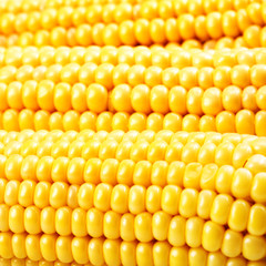 Corn