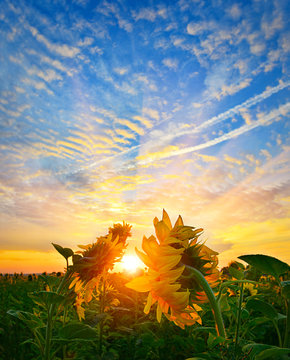 Sunrise Sunflowers