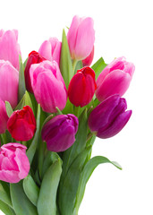 bouquet of  red and purple  tulip flowers