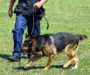 Police officer with his dog