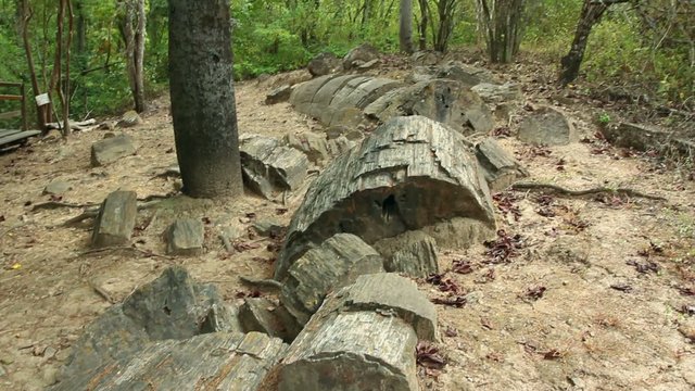 Puyango Petrified Forest in southern Ecuador.