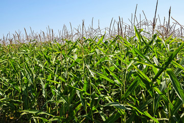 Fototapeta premium Cornfield in summer