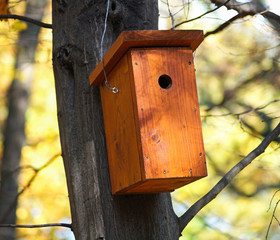 Bird feeder in the tree