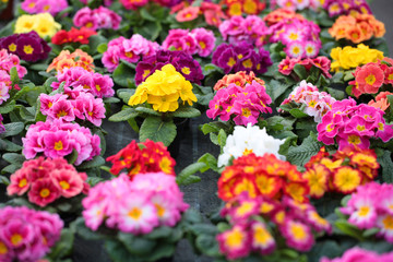 Primeln - Ausstellung