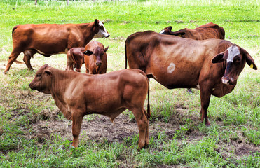 BTops 5 cows close