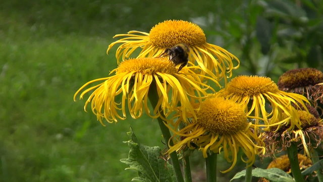 Elecampane (Inula helenium) medical flowers  and bumblebee