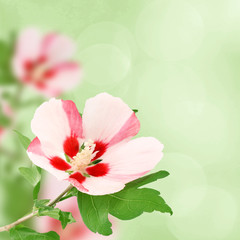 Naklejka na ściany i meble Hibiscus blossom