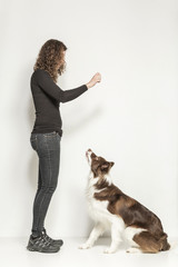 Hundetraining