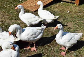 Obraz premium Geese in the poultry yard