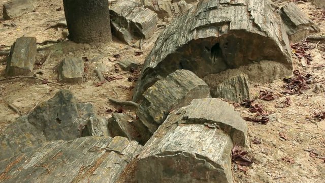 Puyango Petrified Forest in southern Ecuador.