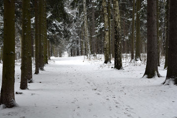 the winter path in a forest