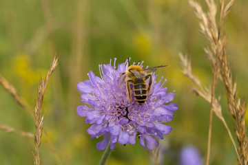 Wild solitary bee feeding on field scabious
