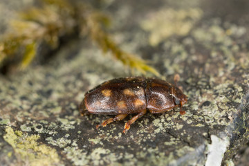 Sap beetle, Epuraea guttata on wood