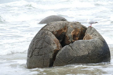 Moeraki Boulder in the ocean of the southern island of New Zeala