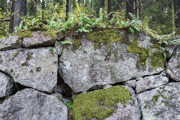 Old stone wall covered by moss and vegetation, Viborg, Russia