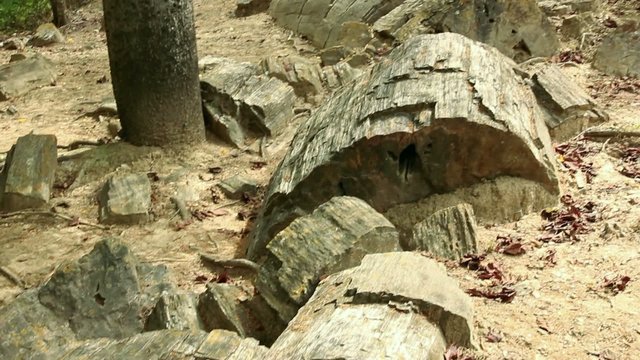 Puyango Petrified Forest in southern Ecuador.