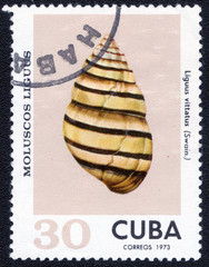 Obraz premium Postage stamp Cuba 1973 Liguus Vittatus Shell