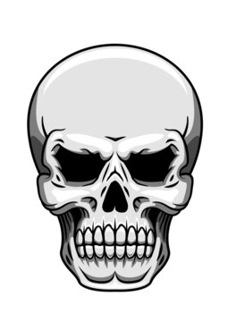 Gray human skull on white
