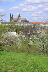 Spring Prague gothic Castle with flowering Trees, Czech Republic
