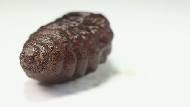 Larva of a rodent bot fly (Cuterebra sp.).