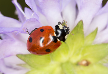 Seven spot Ladybug, coccinella septempunctata