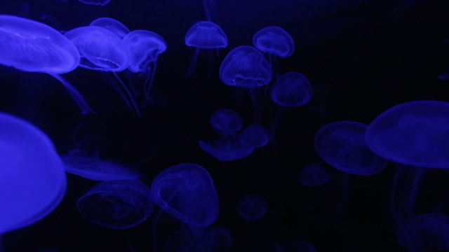 Jellyfish blue neon, in a black void, natural background