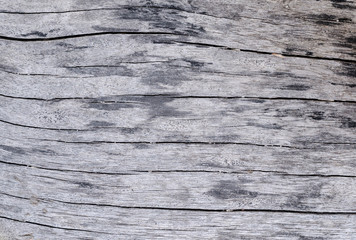 gray of old wood texture and background