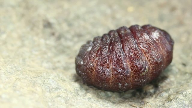 Larva of a rodent bot fly (Cuterebra sp.).
